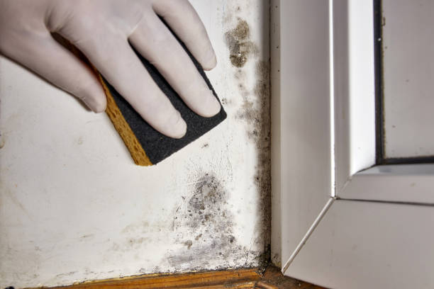 Best Mold Damage Restoration  in Frankfort, OH