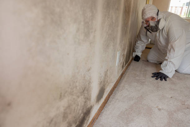 Best Industrial Mold Remediation  in Frankfort, OH